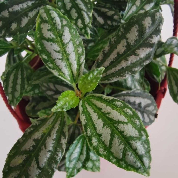 Pilea cadierei - Imagen 2