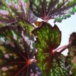 Begonia rex "Maui mist" - Imagen 3