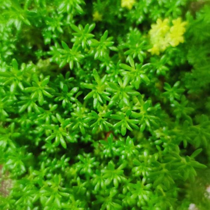 Sedum japonicum - Imagen 3