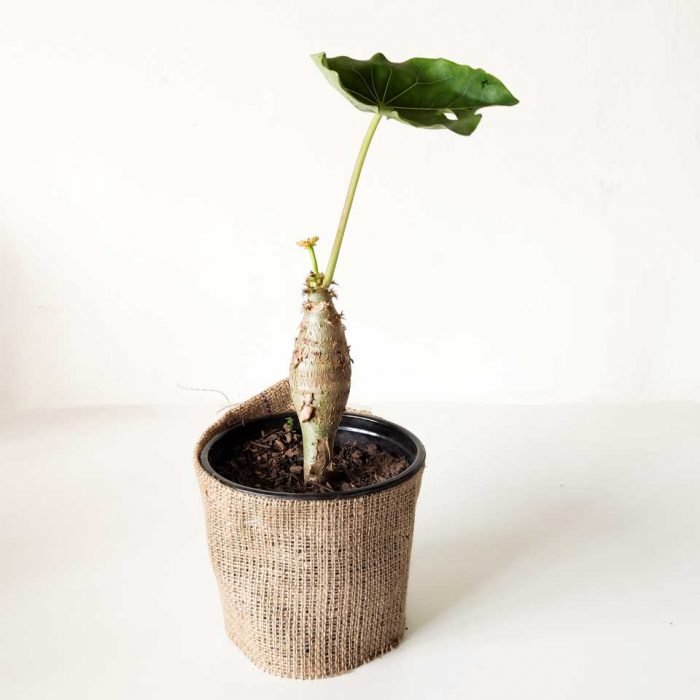 Jatropha podagrica - Imagen 5