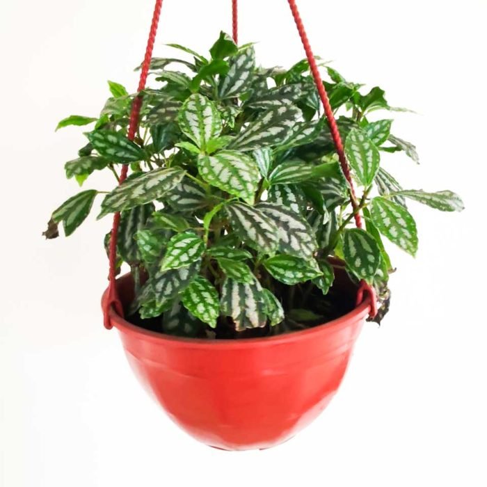 Pilea cadierei - Imagen 3