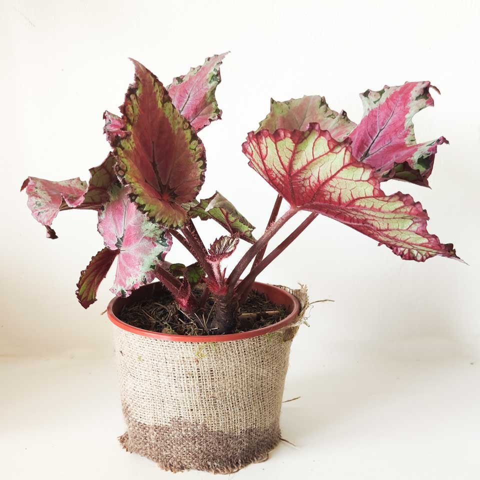 Begonia rex «Merry Christmas» – Tu planta interior