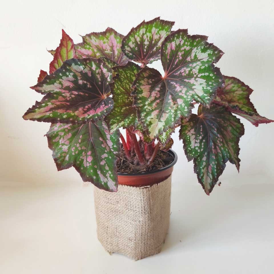 Begonia rex «Maui mist» – Tu planta interior