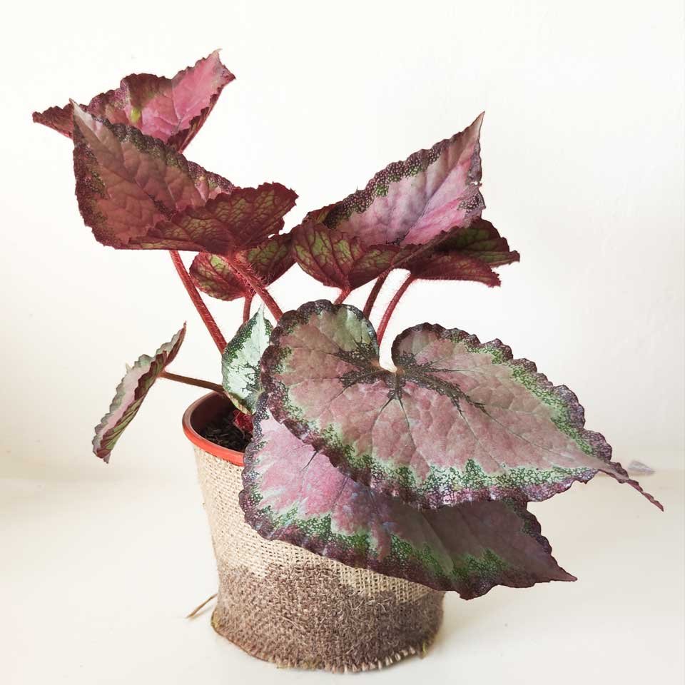 Begonia rex «Roi de roses» – Tu planta interior