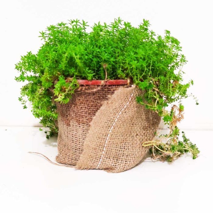 Sedum japonicum - Imagen 2