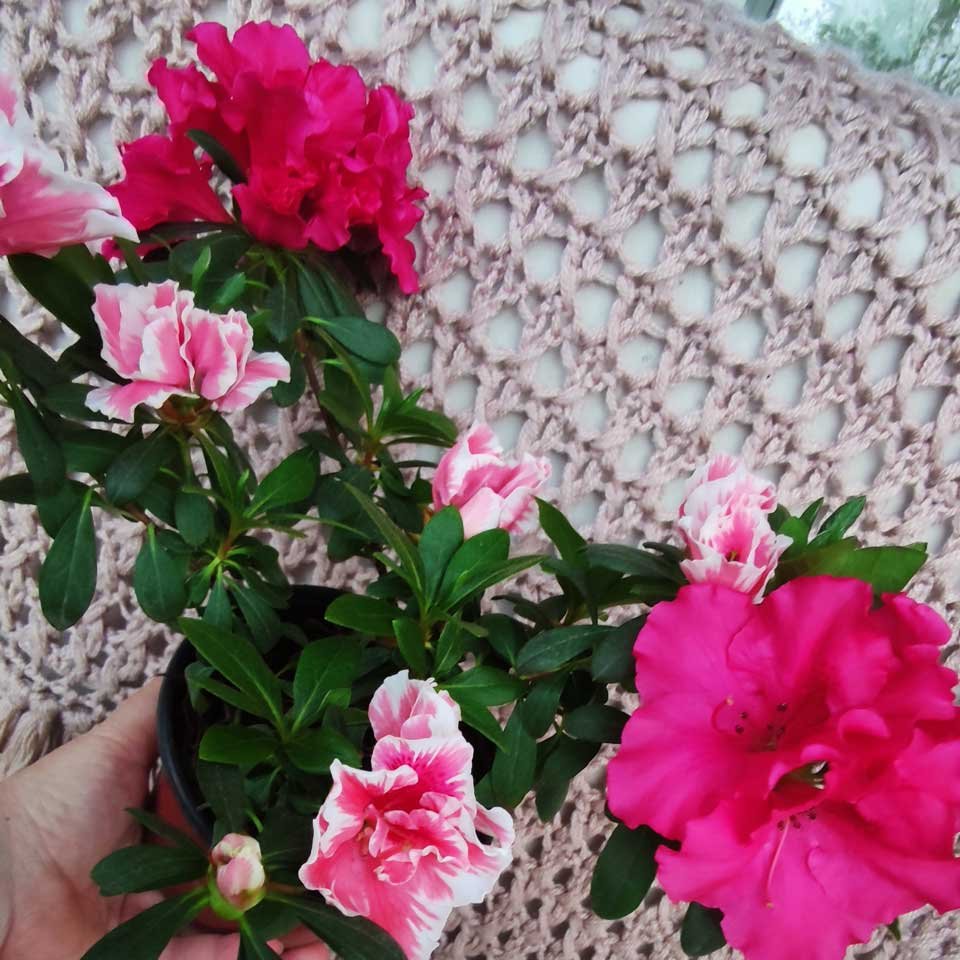 Azalea – Tu planta interior