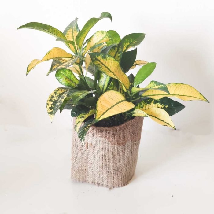 Crotón amarillo