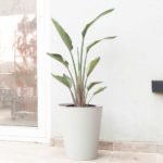 Strelitzia nicolai - Imagen 2
