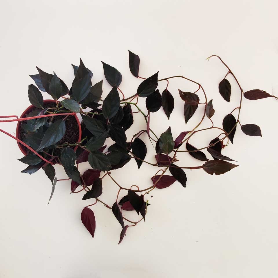 Begonia roja – Tu planta interior