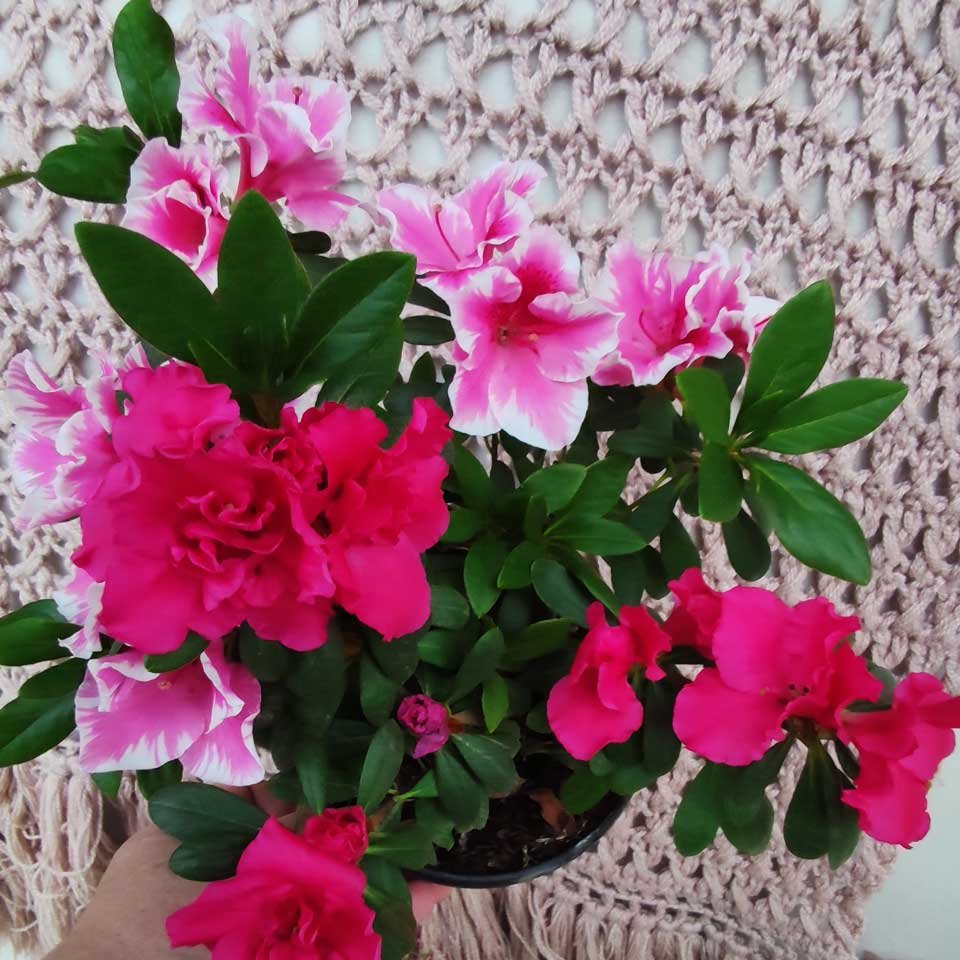 Azalea – Tu planta interior