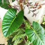 Oreja de elefante- Alocasia macrorrhiza L. - Imagen 4