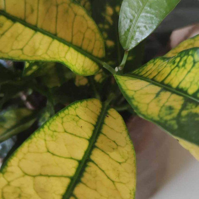 Crotón amarillo - Imagen 2