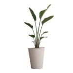 Strelitzia nicolai