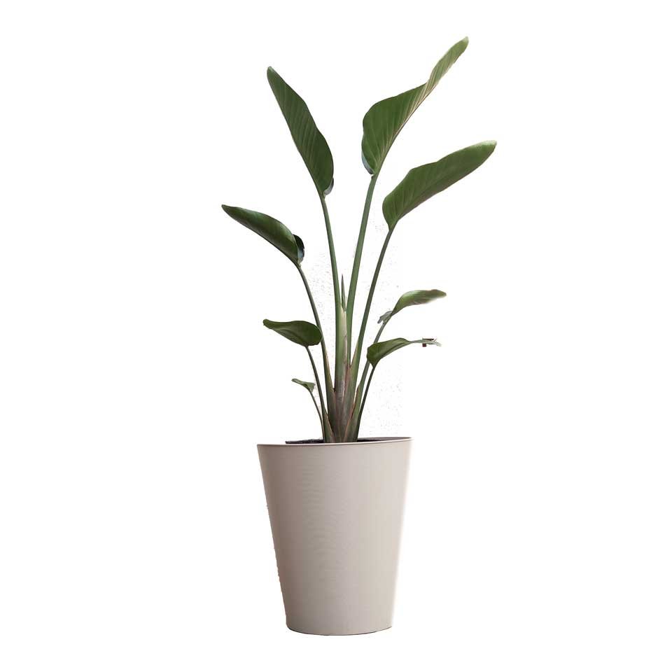 Strelitzia nicolai – Tu planta interior
