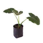 Oreja de elefante- Alocasia macrorrhiza L. - Imagen 2