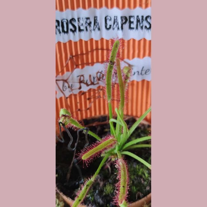 Halloween - Drosera capensis
