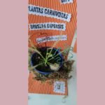 Halloween - Plantas carnívoras - Imagen 11