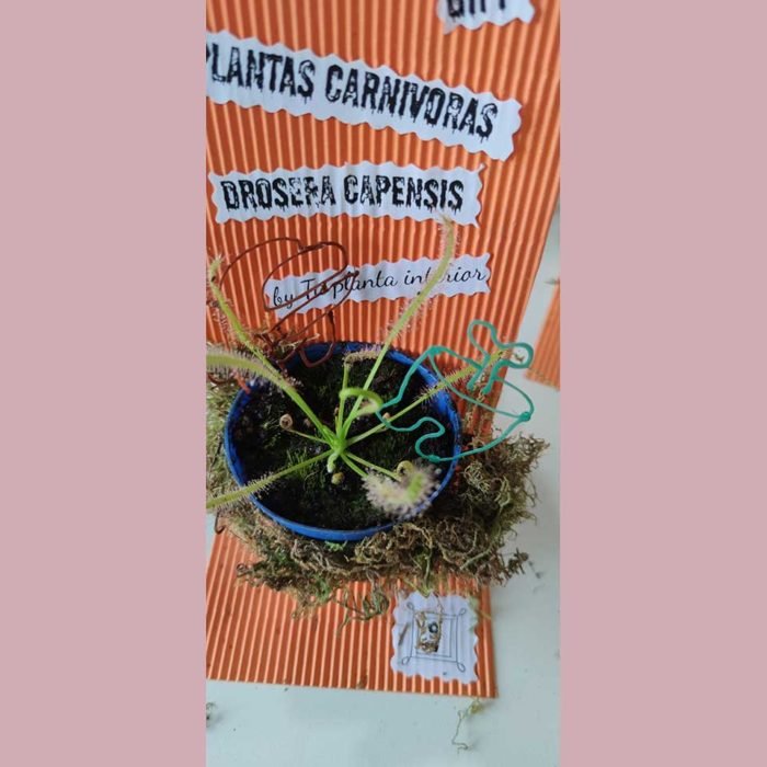 Halloween - Drosera capensis - Imagen 3