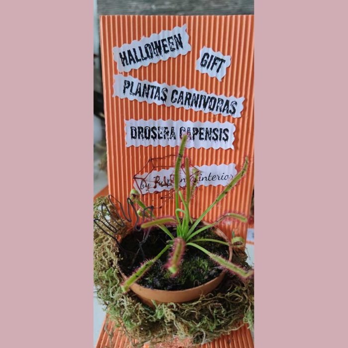 Halloween - Drosera capensis - Imagen 5