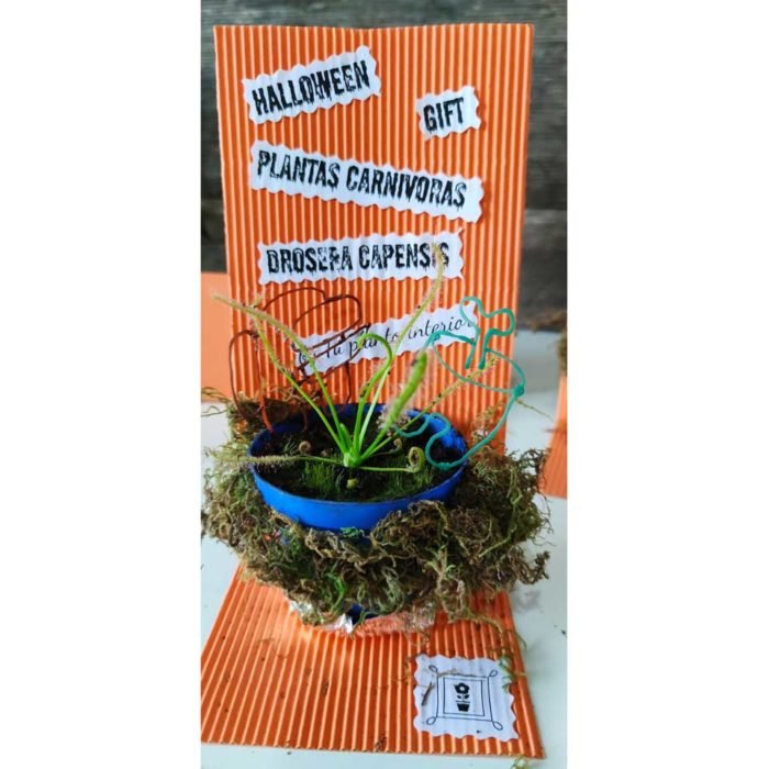 Halloween - Drosera capensis - Imagen 6
