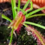 Halloween - Plantas carnívoras - Imagen 2