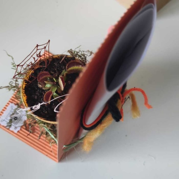 Halloween - Drosera capensis - Imagen 7