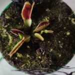 Halloween - Plantas carnívoras - Imagen 3