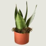 Sansevieria 'Moonshine' - Imagen 2