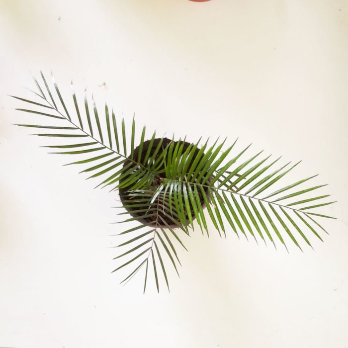 Syagrus weddelliana - Coco miniatura - Imagen 3