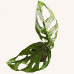 Monstera adansonii- Filodendro peruviano