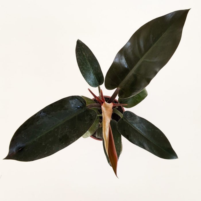 Philodendron erubescens- Rojo imperial - Imagen 3