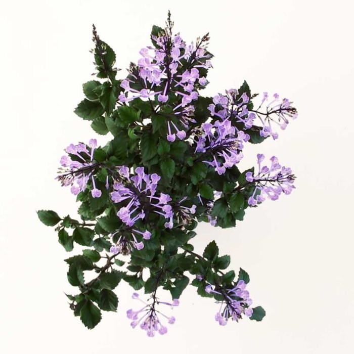 Plectranthus 'Mona Lavender' - Imagen 2