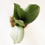 Sansevieria 'Moonshine' - Imagen 4