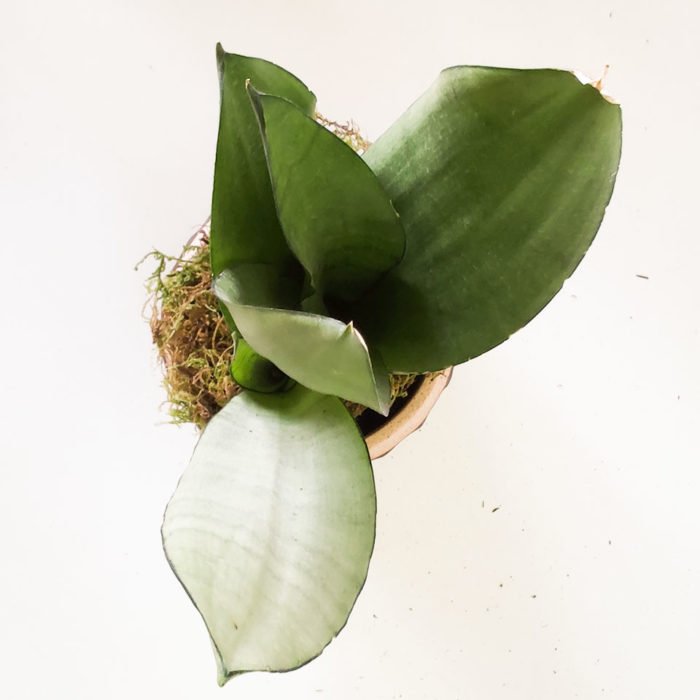 Sansevieria 'Moonshine' - Imagen 4