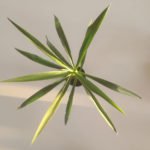 Yucca elephantipes - Imagen 2