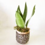 Sansevieria 'Moonshine' - Imagen 3