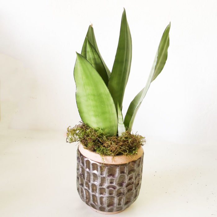 Sansevieria 'Moonshine' - Imagen 3