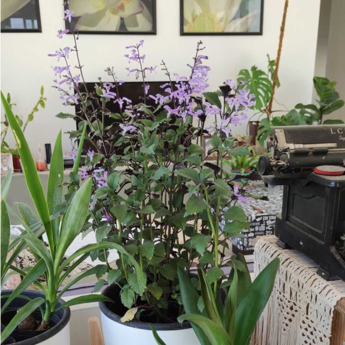 Plectranthus 'Mona Lavender' - Imagen 4