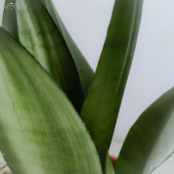 Sansevieria 'Moonshine'