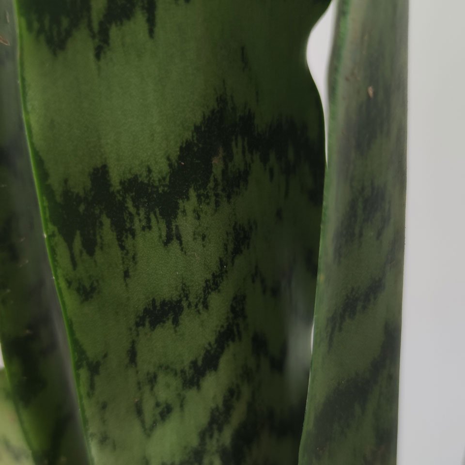Sansevieria trifasciata - Imagen 2