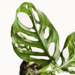 Monstera adansonii- Filodendro peruviano - Imagen 3