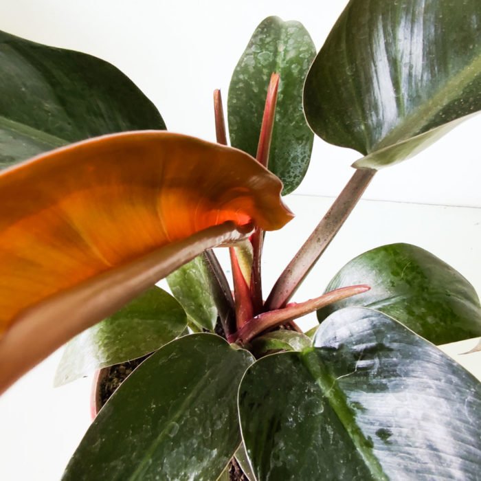 Philodendron erubescens- Rojo imperial