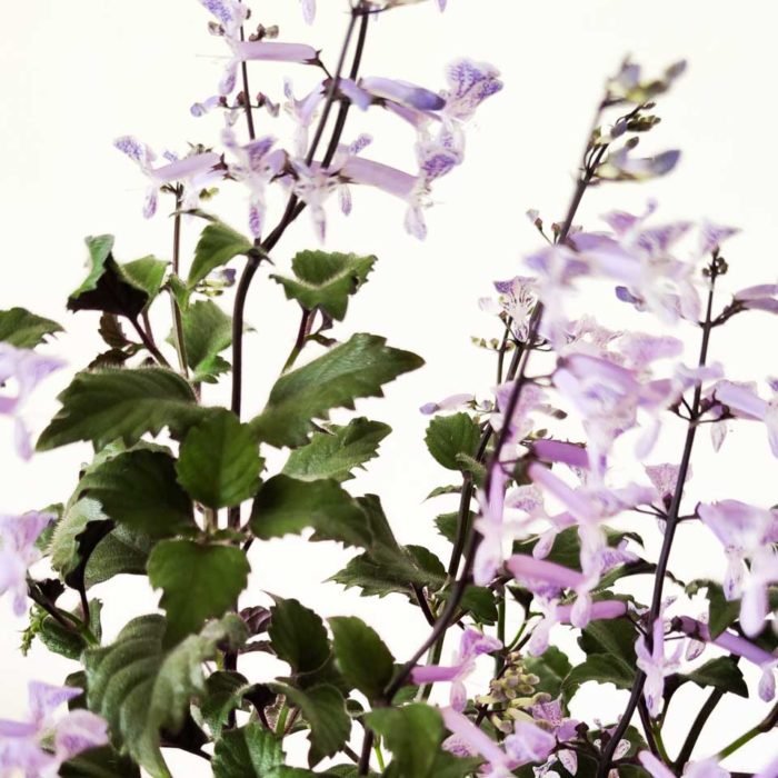 Plectranthus 'Mona Lavender' - Imagen 3