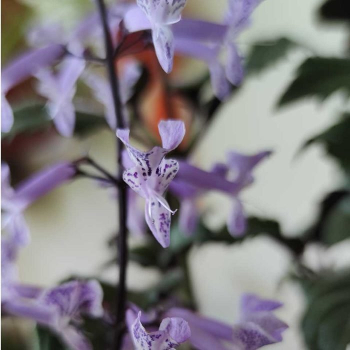 Plectranthus 'Mona Lavender' - Imagen 5