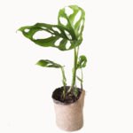 Monstera adansonii- Filodendro peruviano - Imagen 2