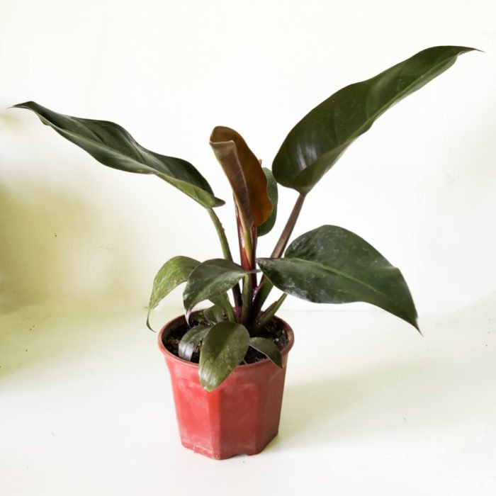 Philodendron erubescens- Rojo imperial - Imagen 2