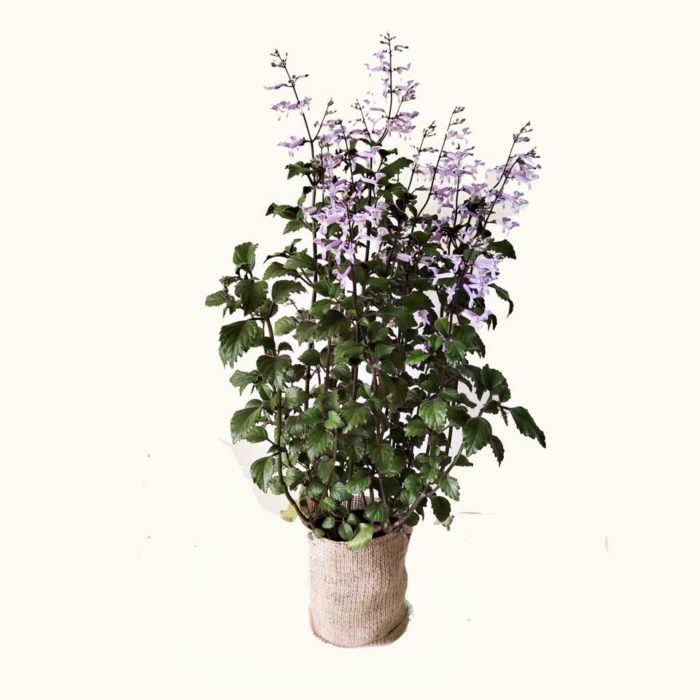 Plectranthus 'Mona Lavender'