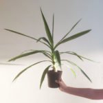 Yucca elephantipes