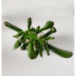 Crassula ovata "gollum" - Orejas de Shrek - Imagen 3