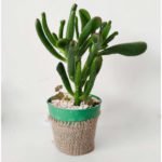 Crassula ovata "gollum" - Orejas de Shrek
